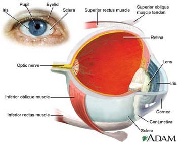 anatomy of the eye